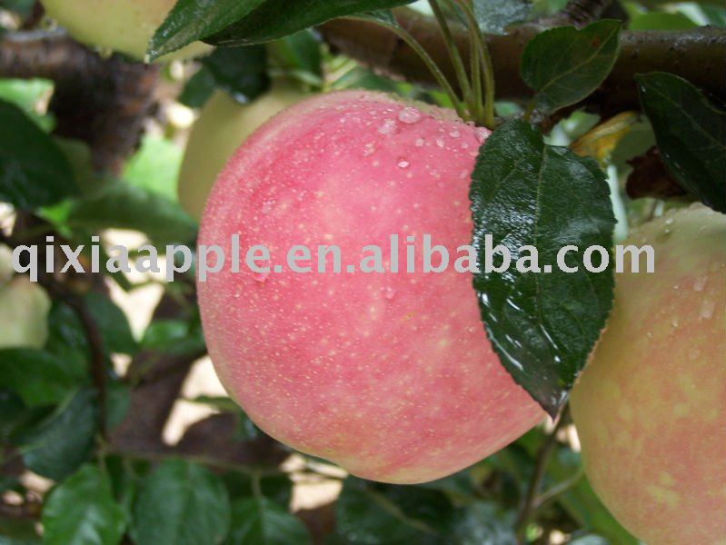 Shandong fresh red fuji apple for lowest price