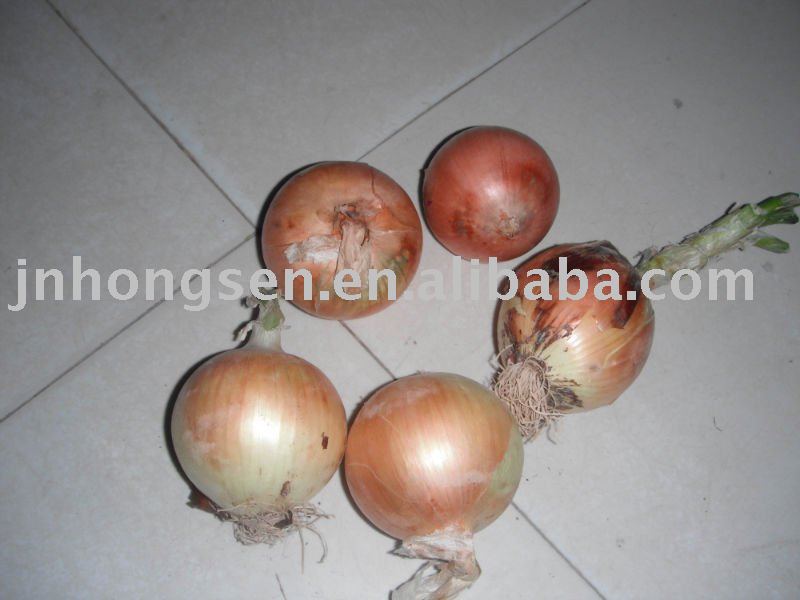 new vegetable gansu onion