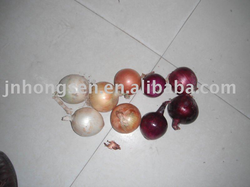 red onion of 2010 popular gansu crop