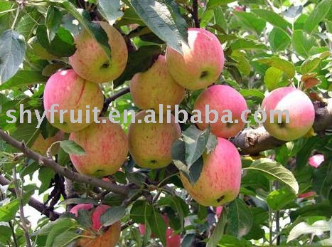 offer class 1 Gala Apple