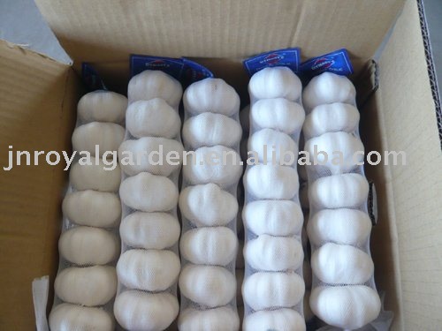 fresh  pure  white  garlic   2010 