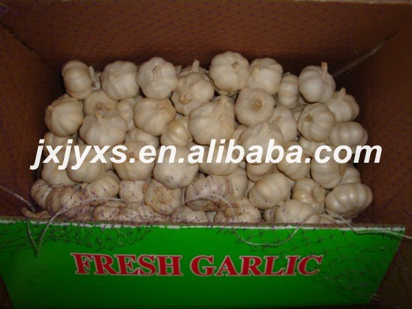  new   purple   garlic 