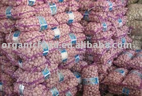 shandong garlic