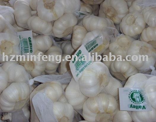COLD  STORAGE   GARLIC 