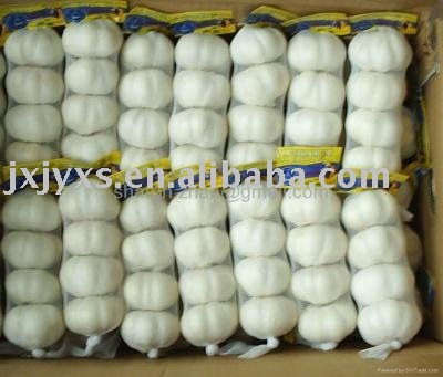 2010 pure white garlic