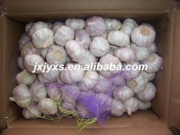 super of garlic