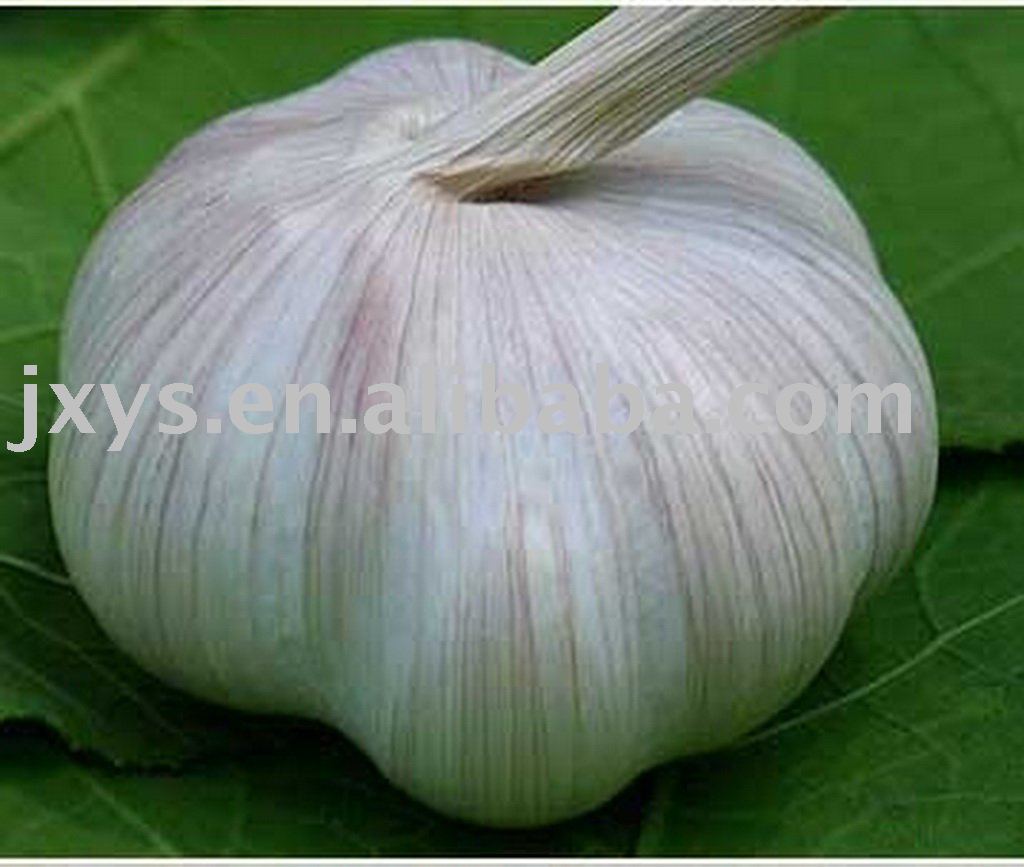 2010Chinese fresh garlic  HACCP  approved