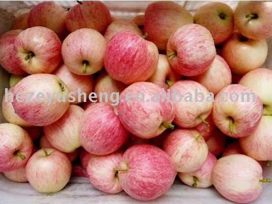 China gala apple yantai apple qixia apple