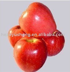 fresh red star apple 18kg 20kg carton