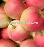 China fresh Gala apple 10kg 18kg 20kg carton