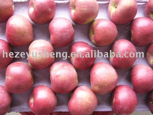 fresh red star  apple   qixia   apple 
