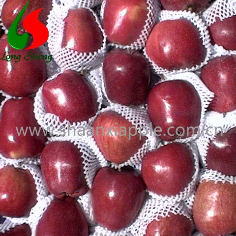 whosales gansu tianshui red huaniu apple