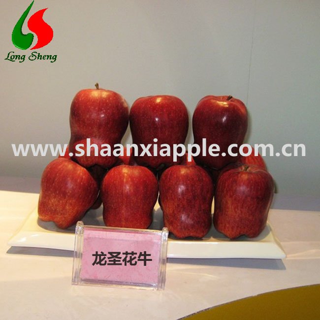 whosales 70mm 2010 new huaniu apple