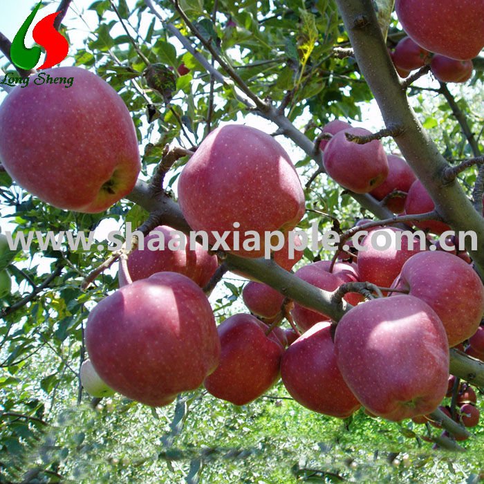 Longsheng export to Bengal huaniu apple