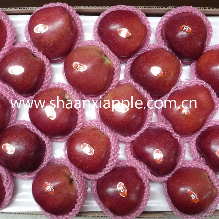 export to Bengal huaniu apple