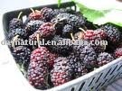 Mulberry Extract--UV 25%(CAS NO.84082-34-8)
