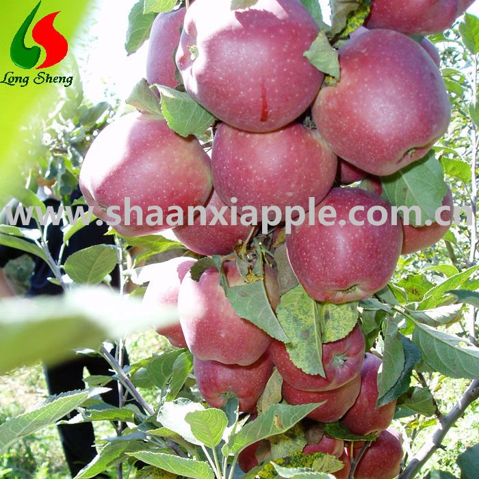 whosales tianshui 98% redness huaniu apple