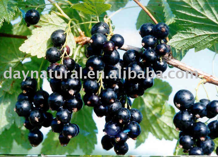 Blackcurrant Extract--Anthocyanin UV 5%-25%