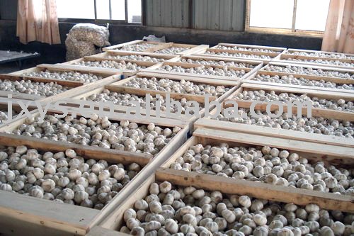 garlic of   wooden   case 