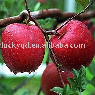 fresh chinese red fuji apple 75mm