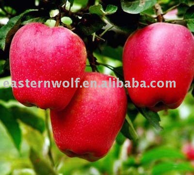  Fresh   red   delicious  apple (new crop)