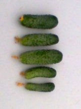 cucumbers