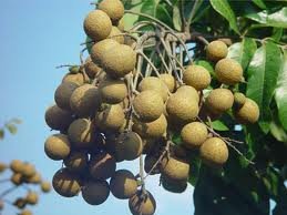  fresh   longan   fruit s