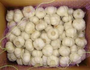 garlic ginger onion