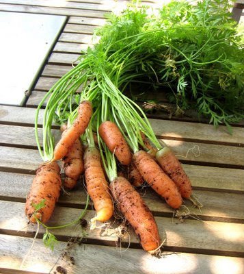 FRESH CARROTS