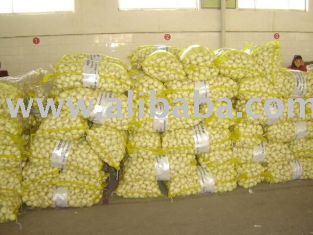 dry and freshed garlic