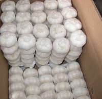 fresh pure white garlics