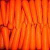  fresh   washed    carrot s