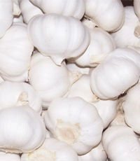 pure white fresh garlics