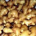  TOP   QUALITY   GINGER  FOR SUPPLY