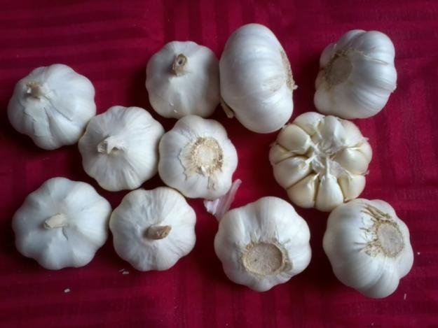 Garlic