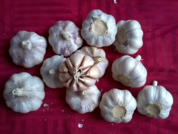 fresh Elephant Garlic for sale