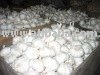 GRADE A GARLIC GOOD FOR HUMAN CONSUMPTION