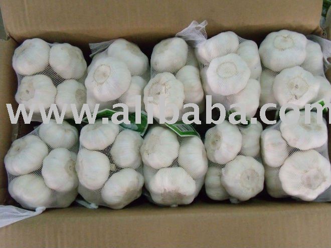 Fresh Garlic