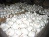  GRADE  A  GARLIC  READY FOR EXPORTING