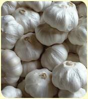 quality pure white garlics
