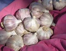  fresh  and  dried   ginger  and  ginger 