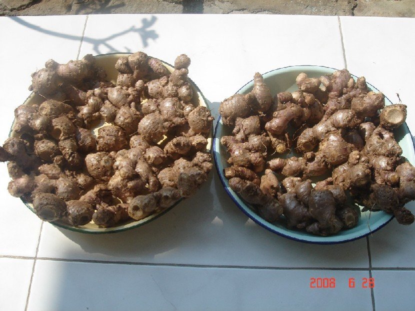 red button ginger medicinal red button ginger medicinal