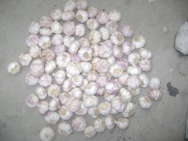 fresh Garlics