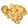 fresh and dried ginegr for supply now
