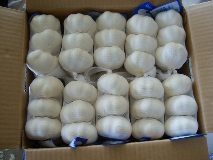 Fresh garlic, Taskopru Peeled Garlic, Taskopru peeled vacuum packed garlic,fresh garlic