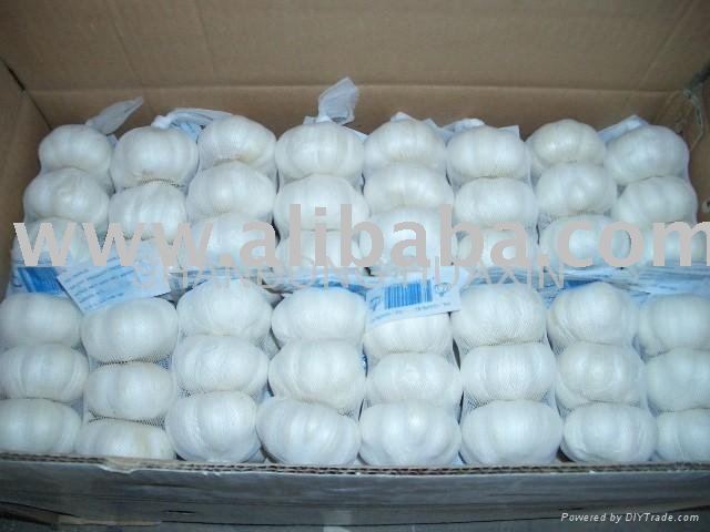 GARLIC AND GINGER FOR SALE