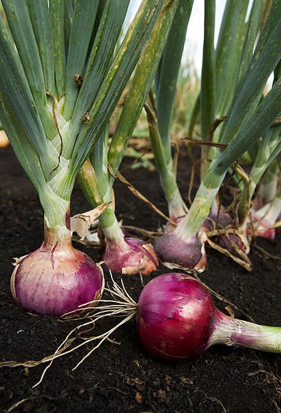  Pungent  red onions
