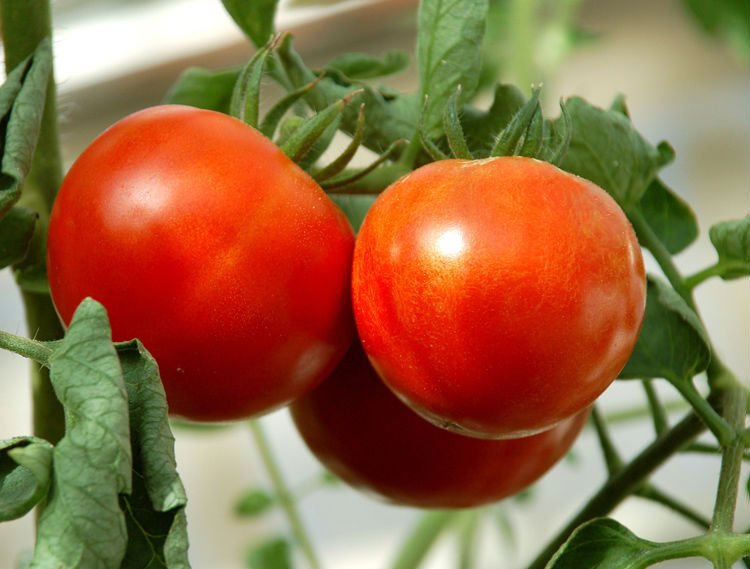 Купить помидоры оптом