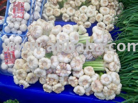 Akwicam fresh garlics