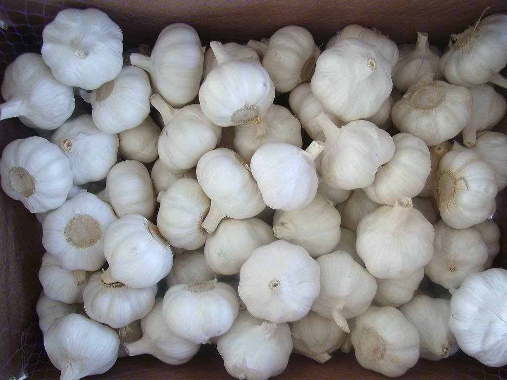  Garlic 